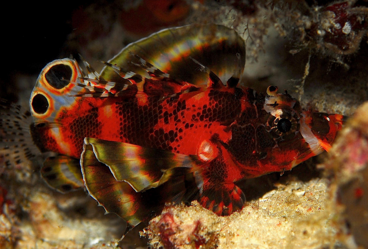 Dendrochirus biocellatus (Pesce leone quattrocchi)